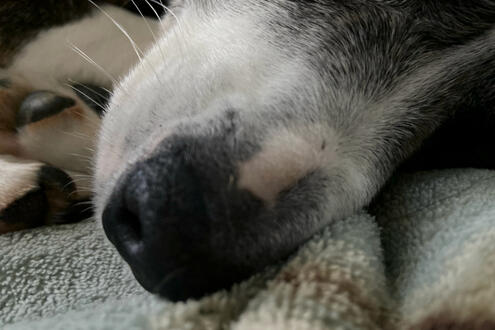 rosie