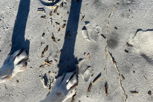 sand feet
