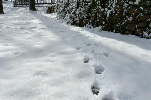 snow feet
