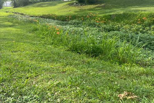 flowers in ditch