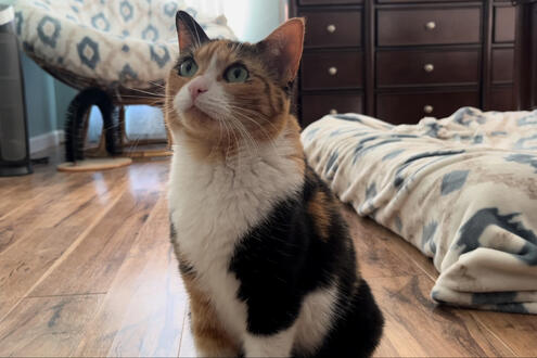 hello, cat!