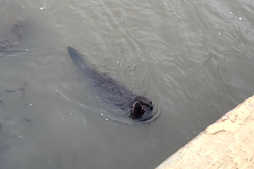 beaver