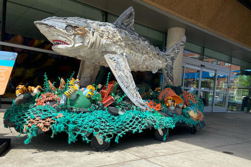trash shark