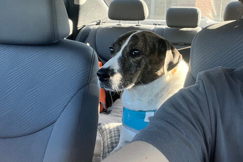 Typical Car Ride in Deep Thought