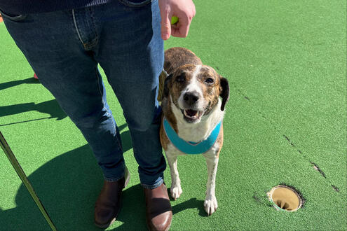 First Mini Golf Experience