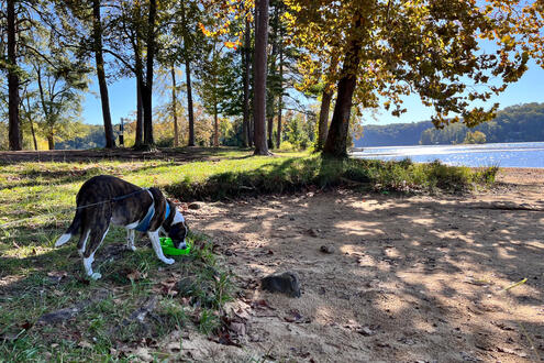 Eating by the Lake