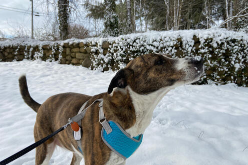Playing in the Front Yard in the Snow