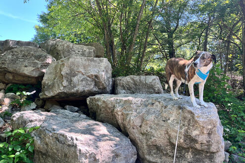 Climbing on Rocks