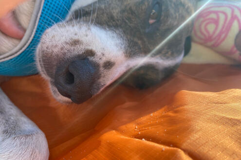 Laying in Glorious Lens Flare ;)