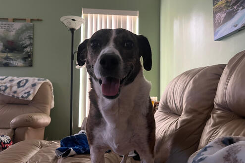 Brindle in Our Living Room