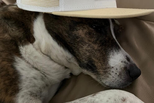 Half Asleep in my Hat