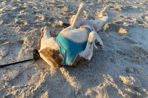Scared of Ocean but Loves Sand